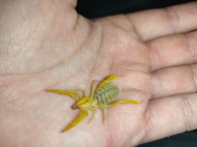 ПРОДАЖ СОЛЬПУГ Galeodes Sp