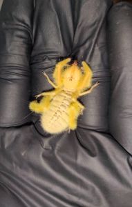 ПРОДАЖ СОЛЬПУГ Galeodes Sp