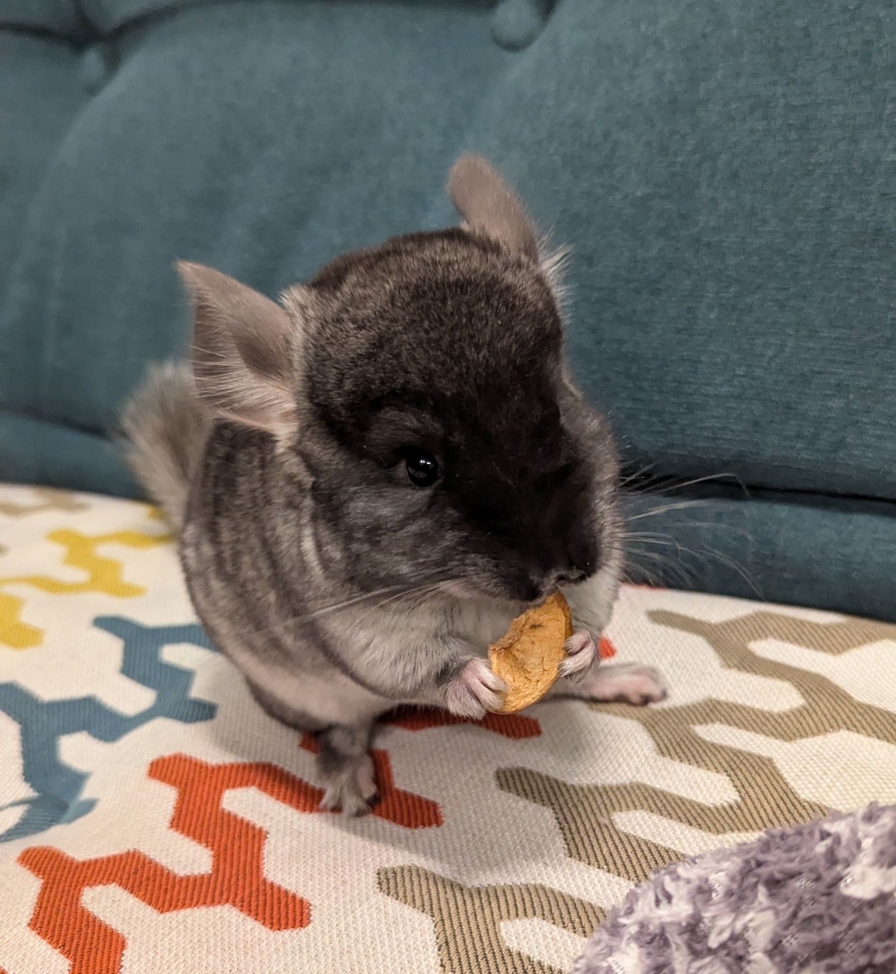 Хлопчики 2 місяці чорний Бархат