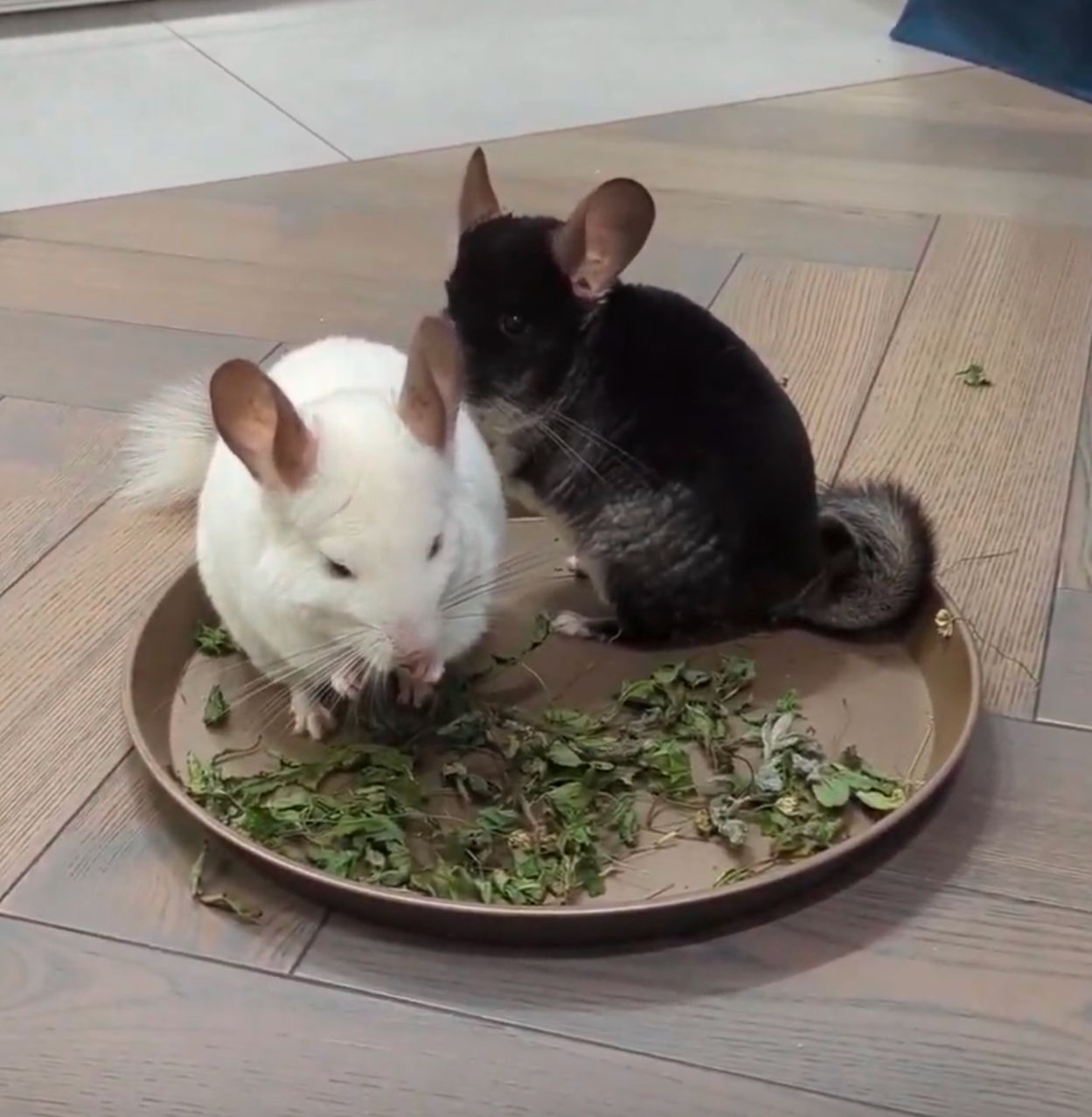 Хлопчики 2 місяці чорний Бархат