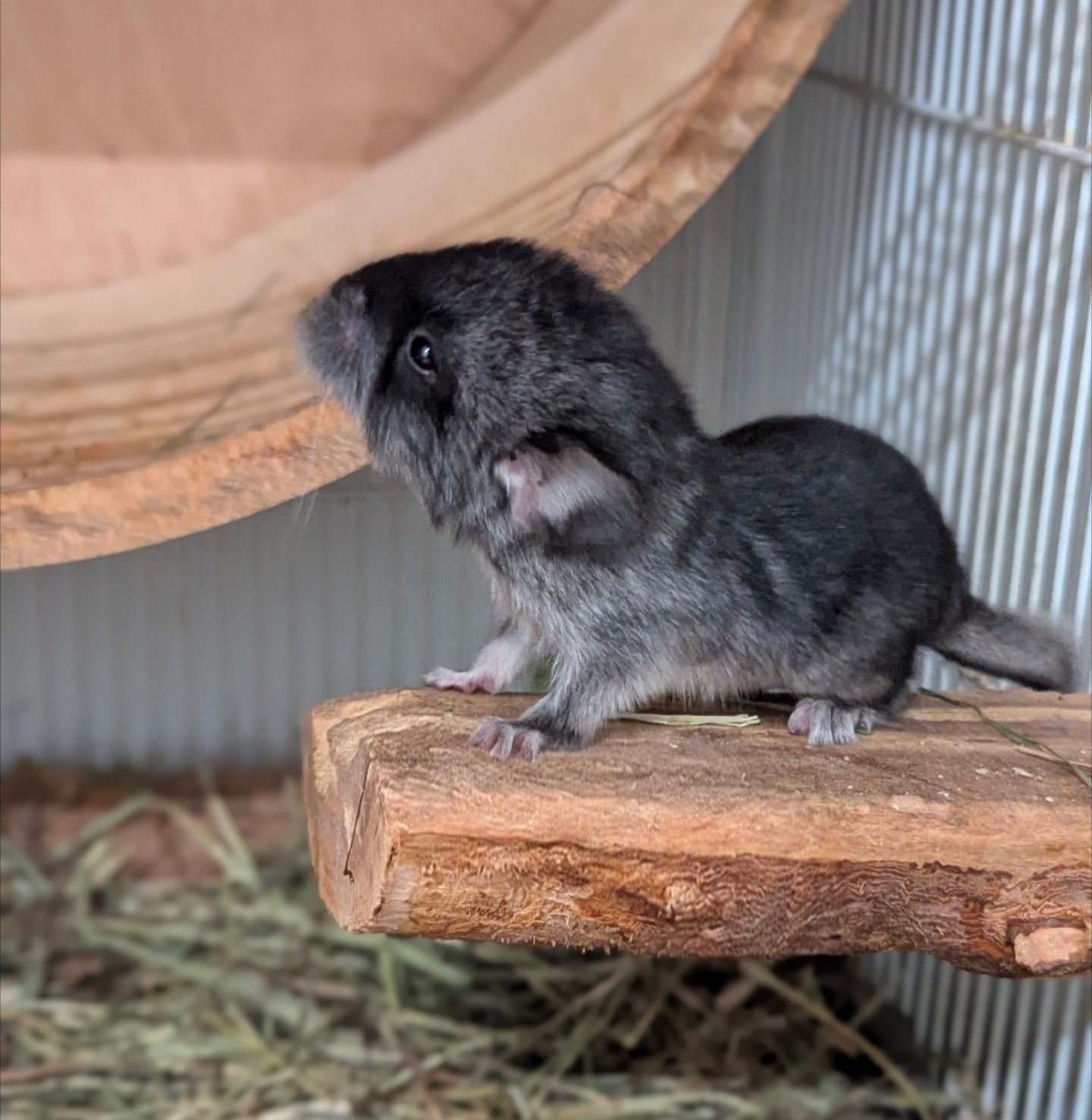 Хлопчики 2 місяці чорний Бархат