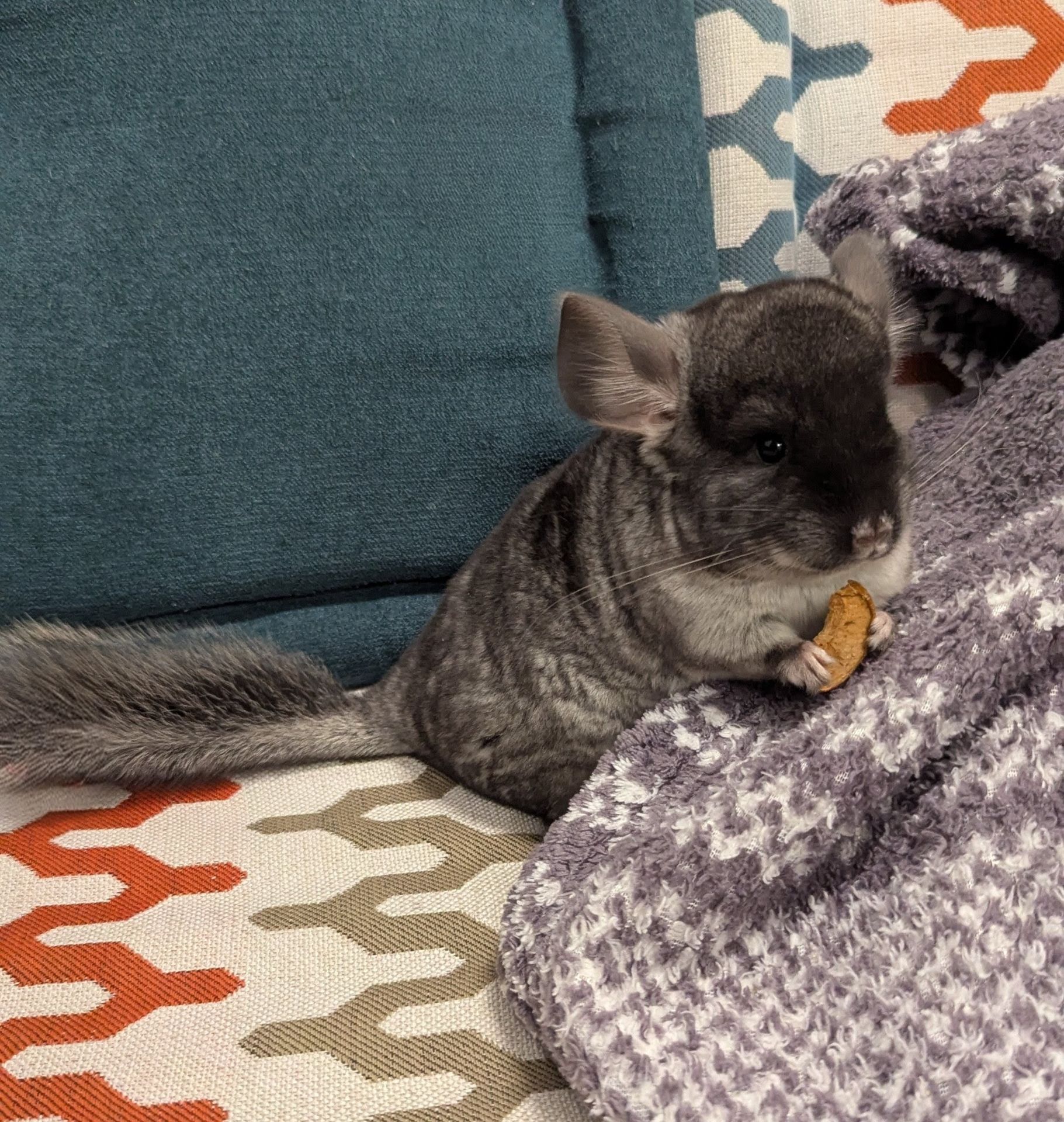 Хлопчики 2 місяці чорний Бархат