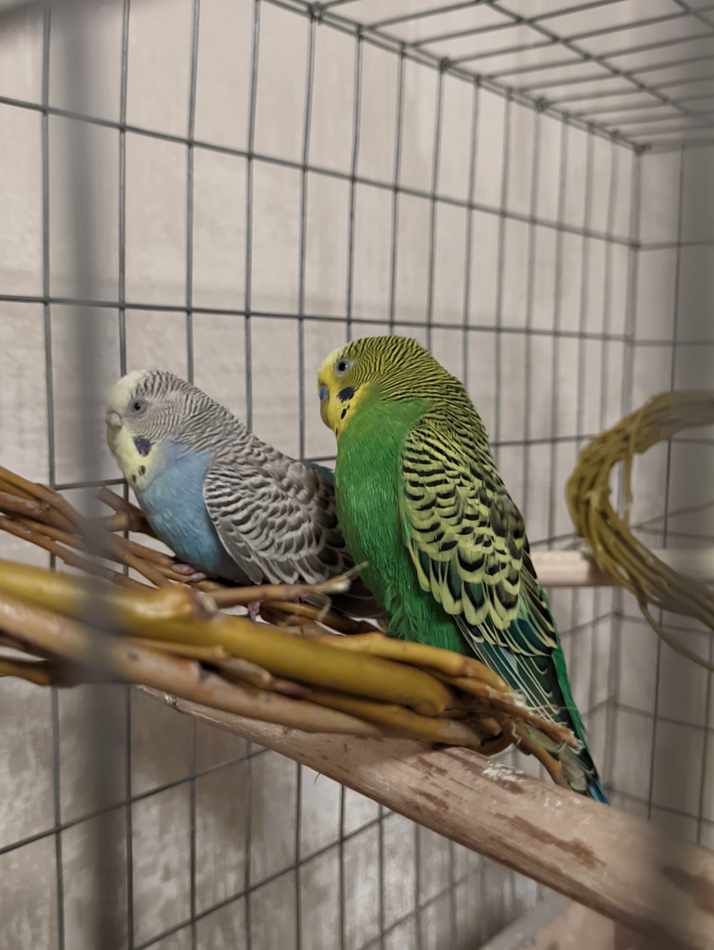 Волнистые попугаи подарю