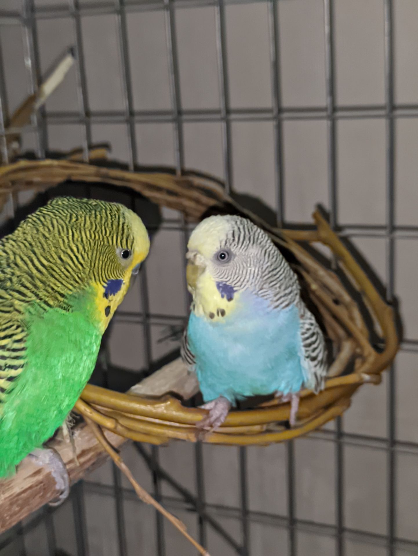 Волнистые попугаи подарю