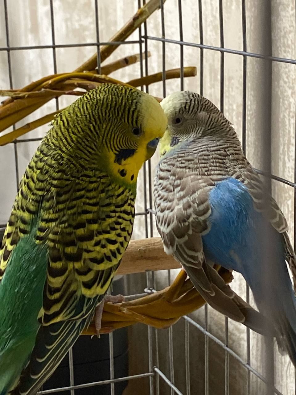 Волнистые попугаи подарю