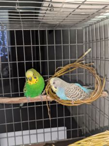 Волнистые попугаи подарю