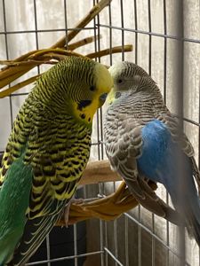 Волнистые попугаи подарю