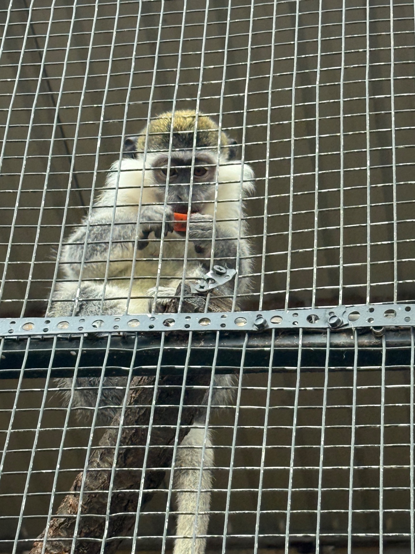 Обезьяны, верветки, игрунки