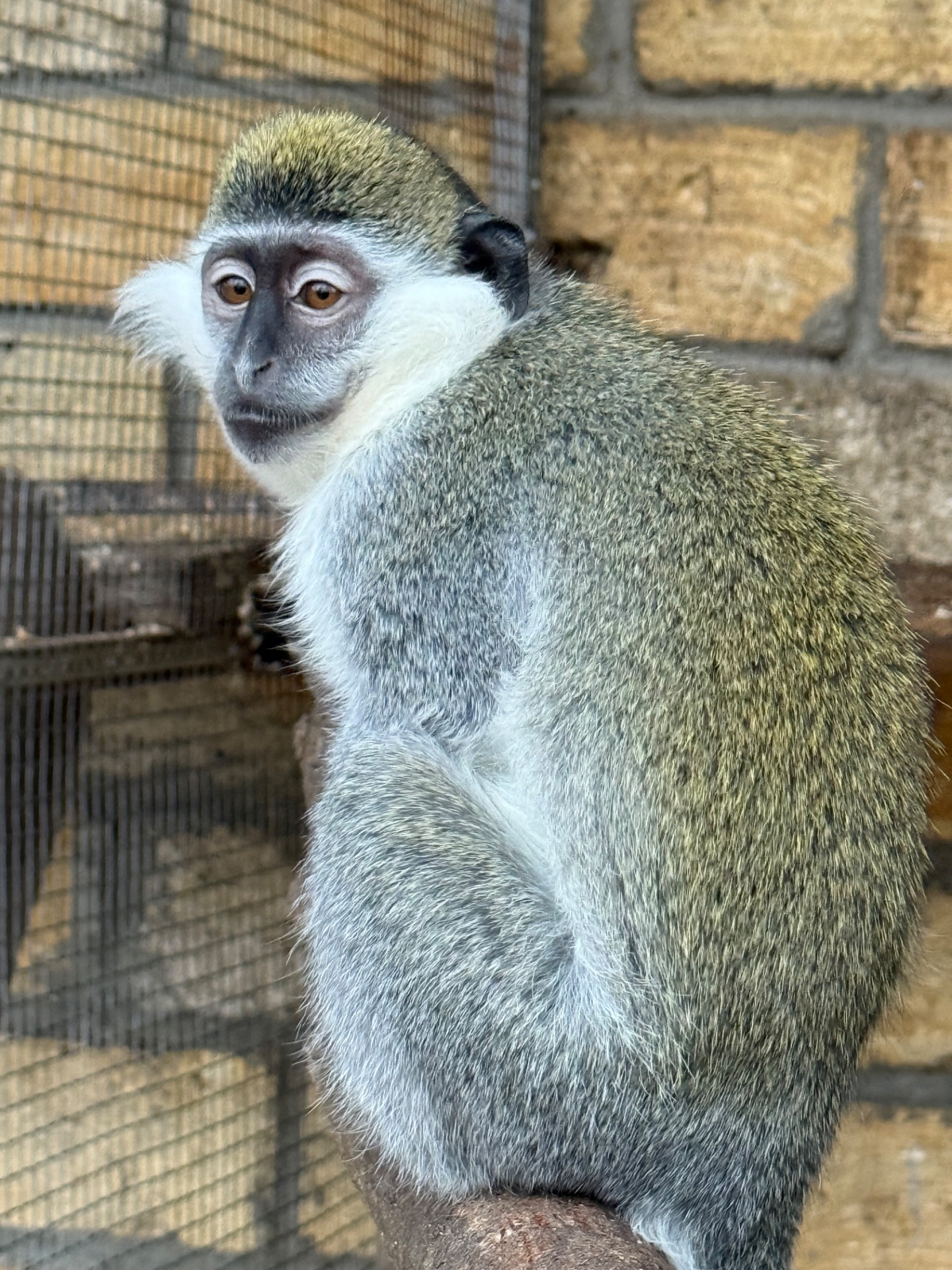 Обезьяны, верветки, игрунки