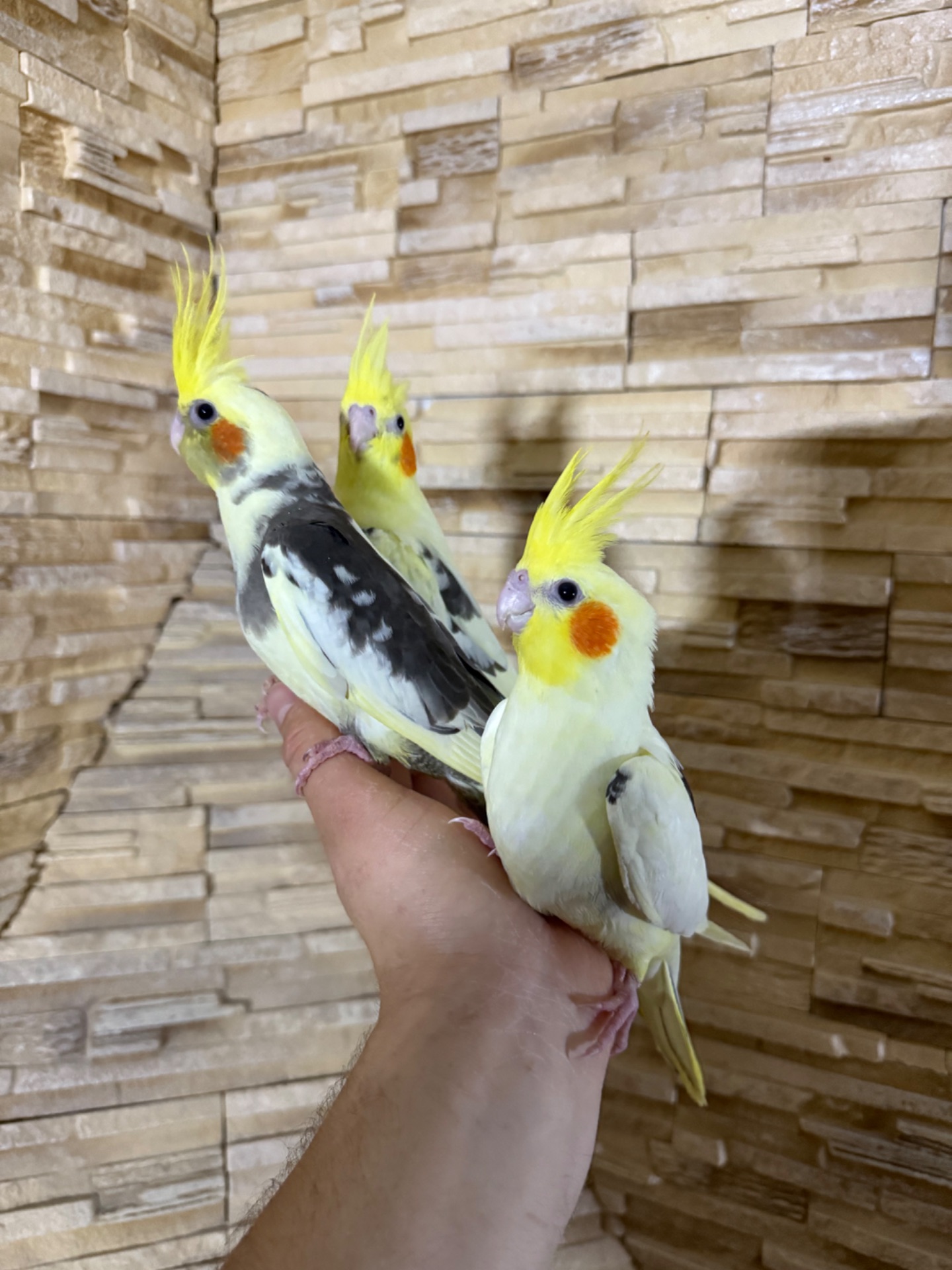 Мега ручные птенчики 2 месяца Корелла