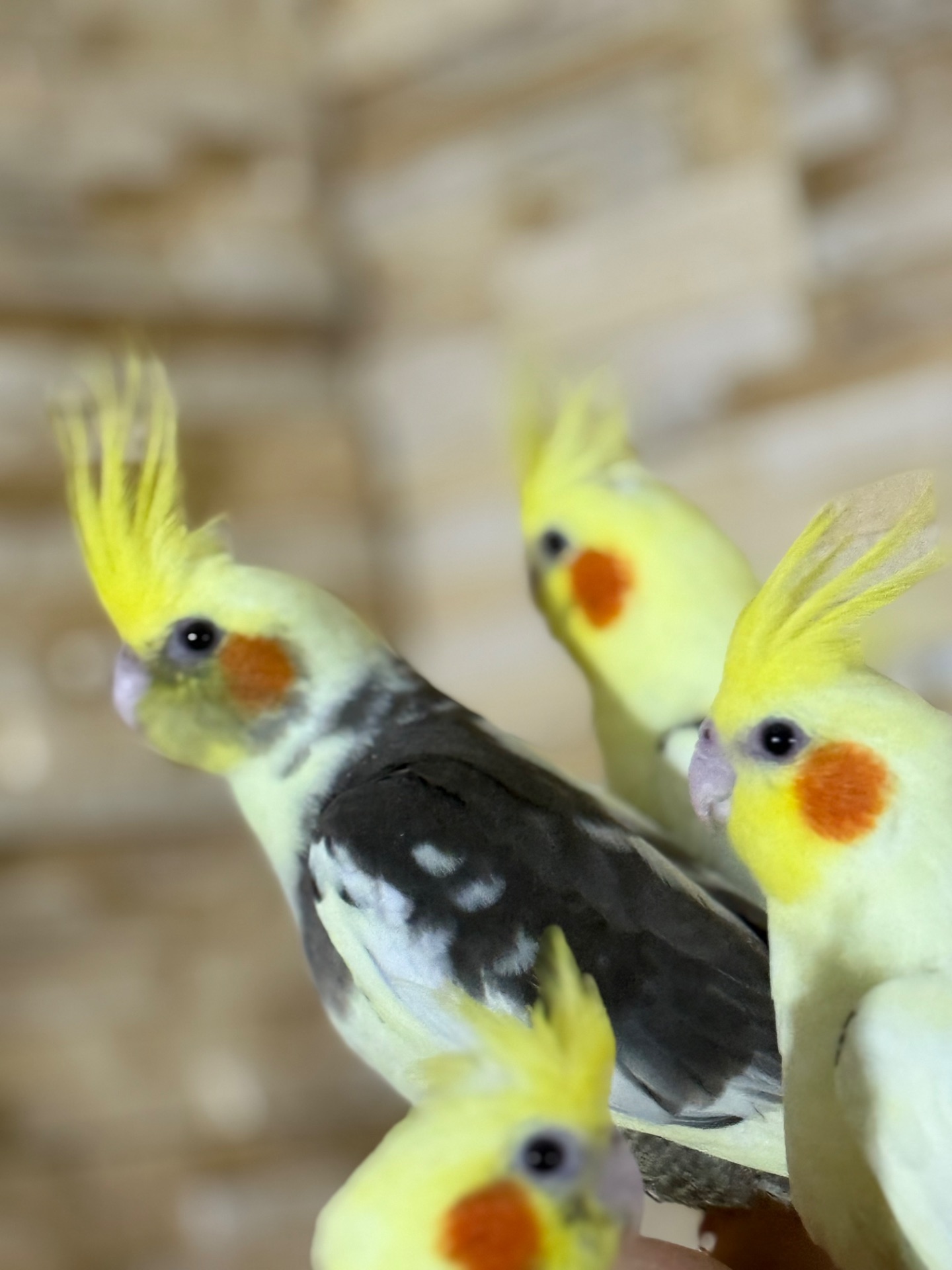 Мега ручные птенчики 2 месяца Корелла