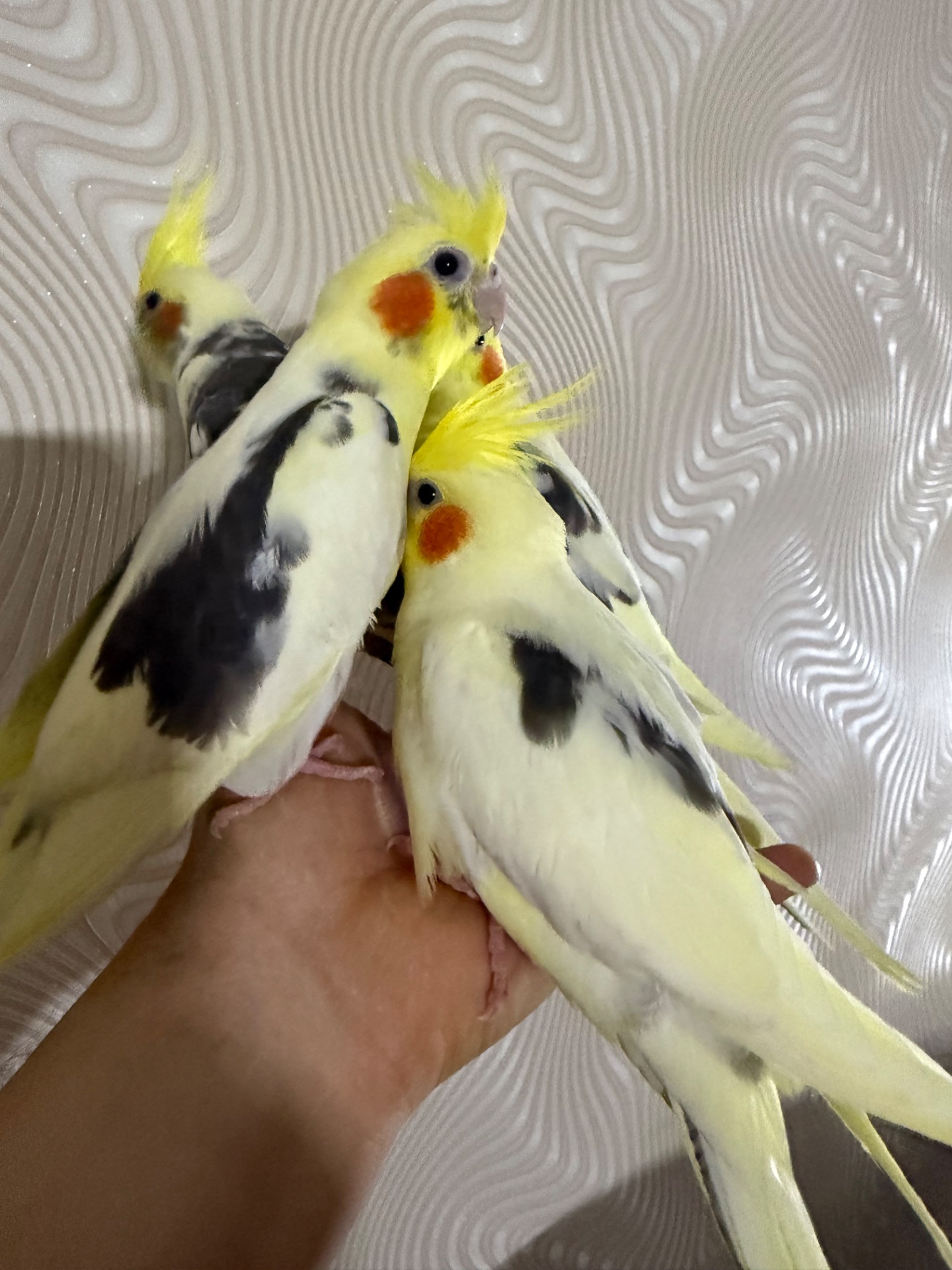 РУЧНЫЕ КОРЕЛЛЫ птенцы выкормыши