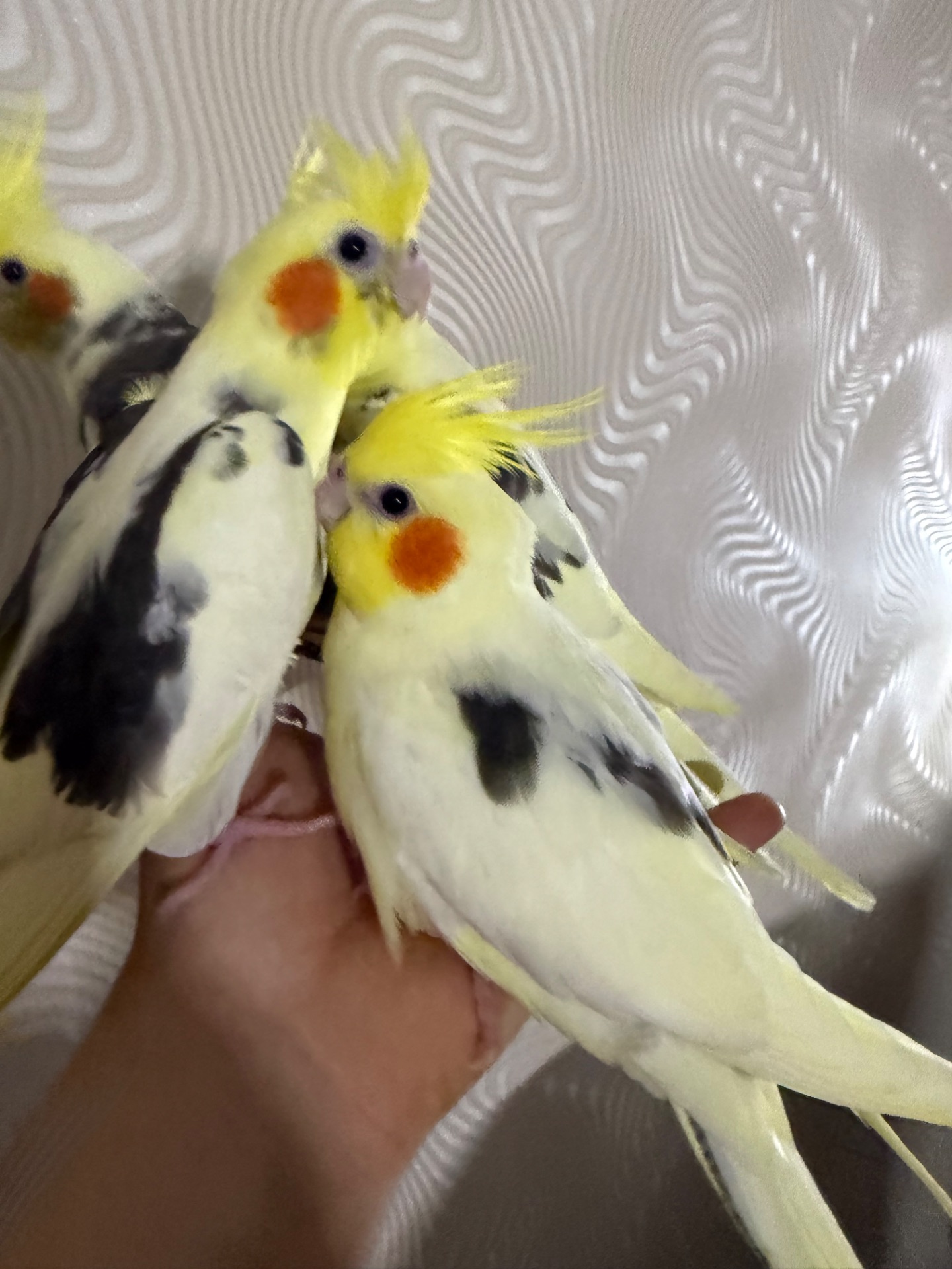 РУЧНЫЕ КОРЕЛЛЫ птенцы выкормыши