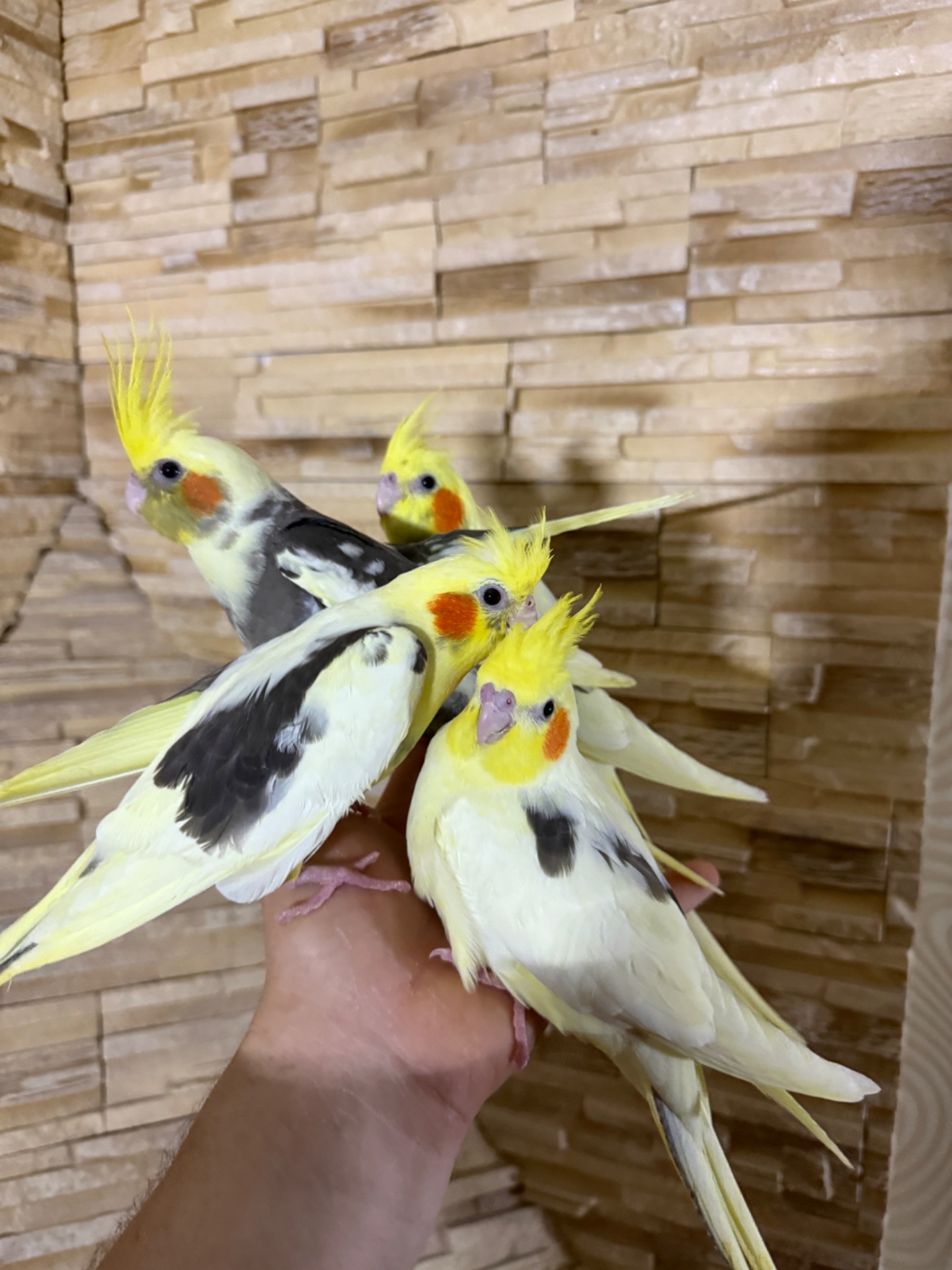 РУЧНЫЕ КОРЕЛЛЫ птенцы выкормыши