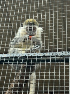 Обезьяны, верветки, игрунки