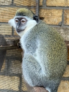 Обезьяны, верветки, игрунки