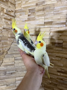 Мега ручные птенчики 2 месяца Корелла