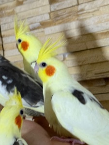 Мега ручные птенчики 2 месяца Корелла