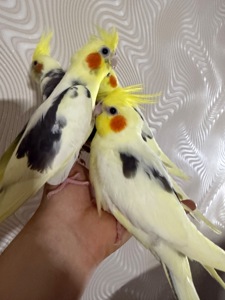 РУЧНЫЕ КОРЕЛЛЫ птенцы выкормыши