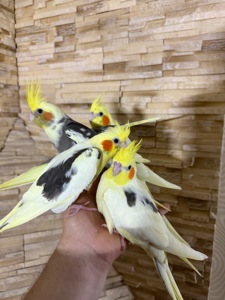 РУЧНЫЕ КОРЕЛЛЫ птенцы выкормыши