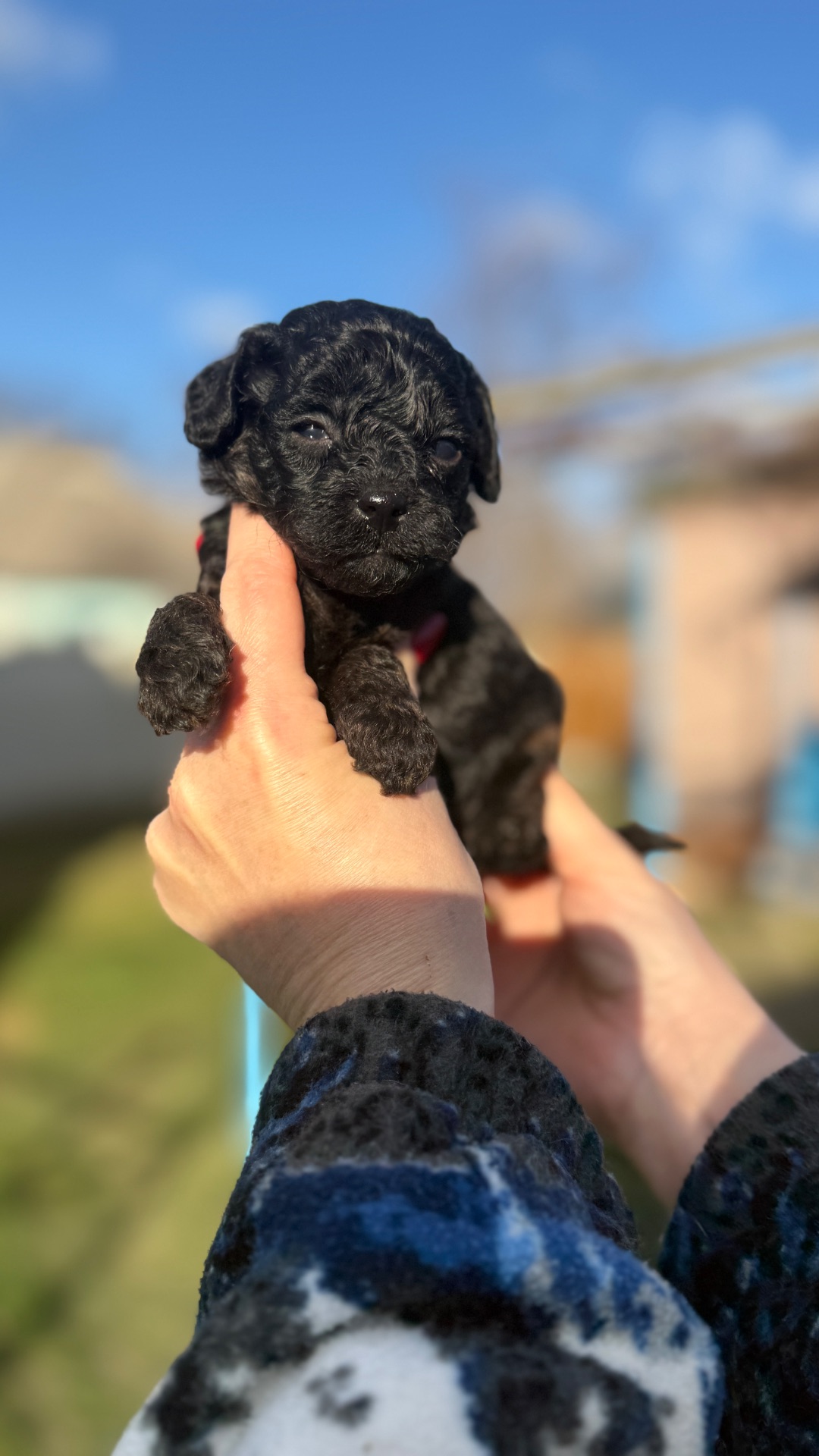 Цуценята той пудель