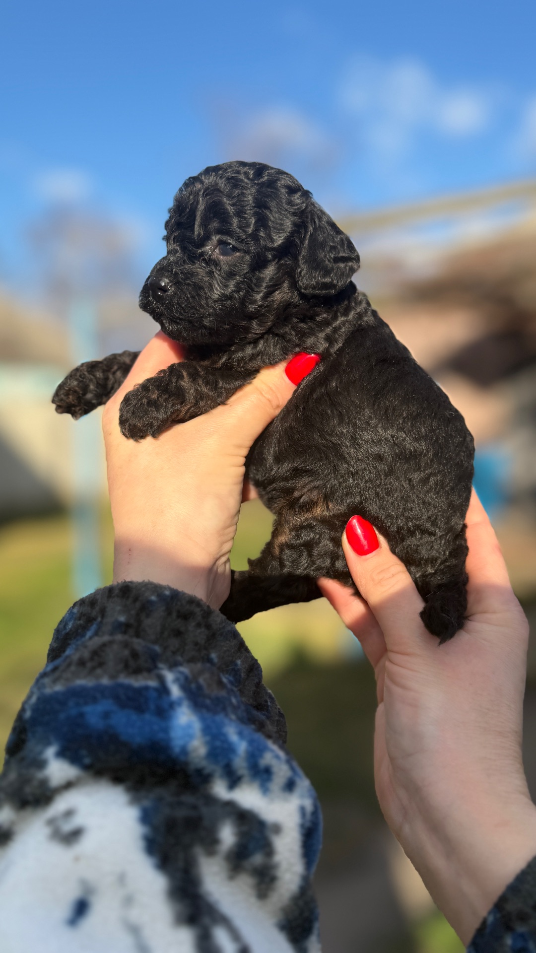 Цуценята той пудель