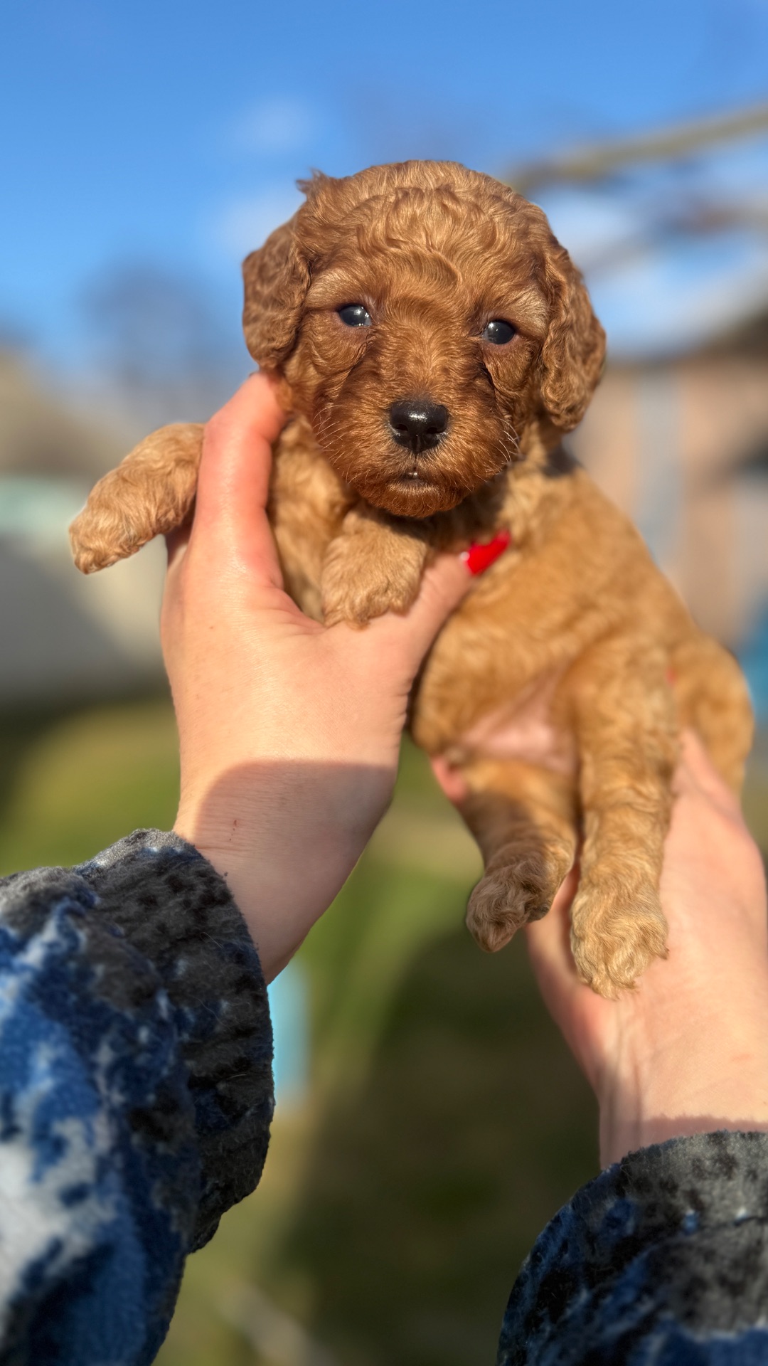 Цуценята той пудель