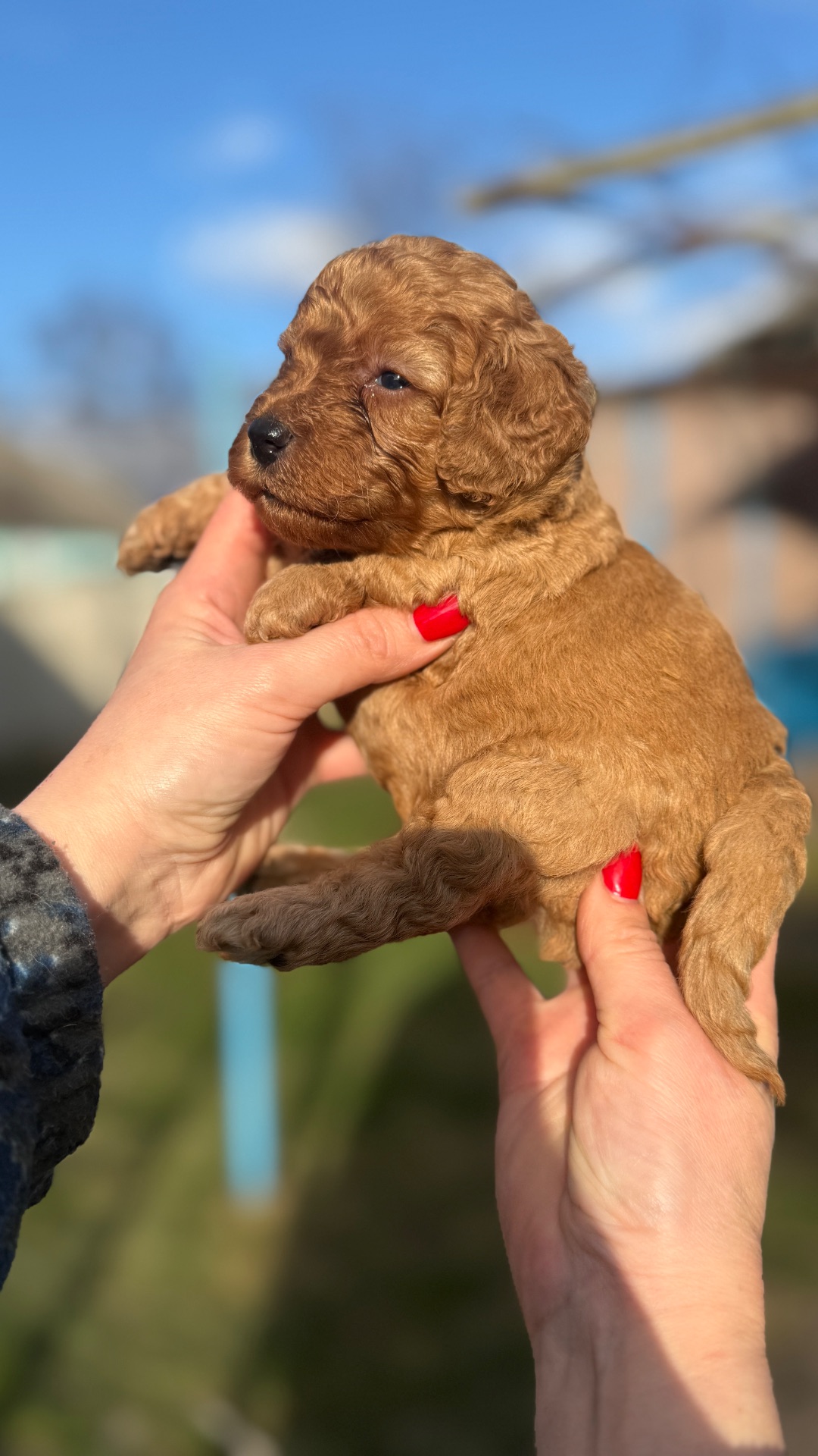 Цуценята той пудель