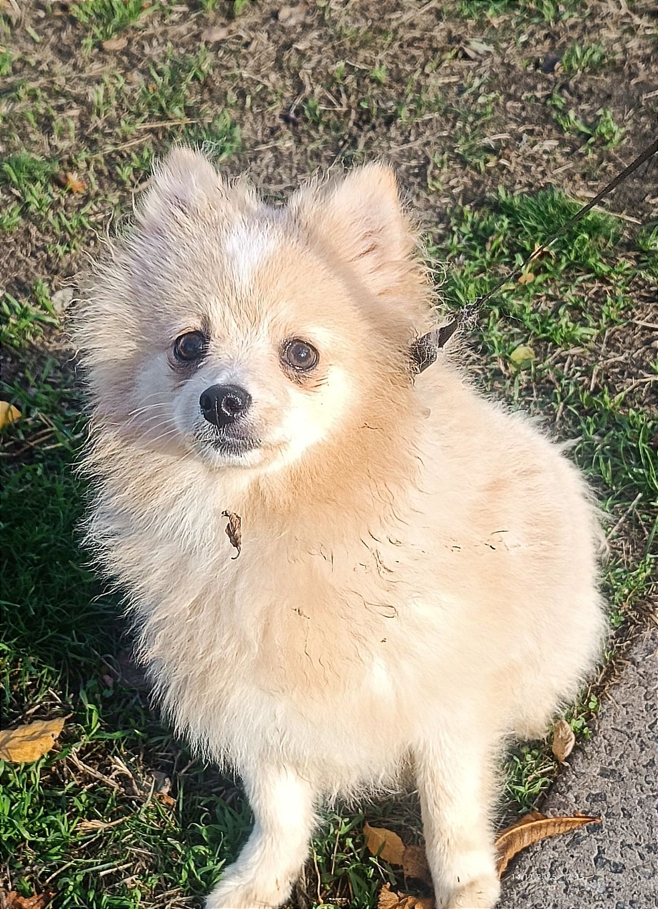 Собака улыбака