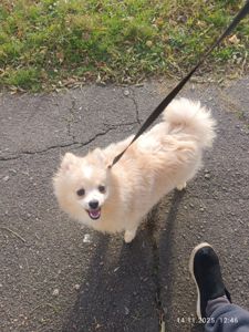 Собака улыбака