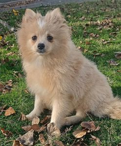 Собака улыбака