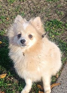 Собака улыбака