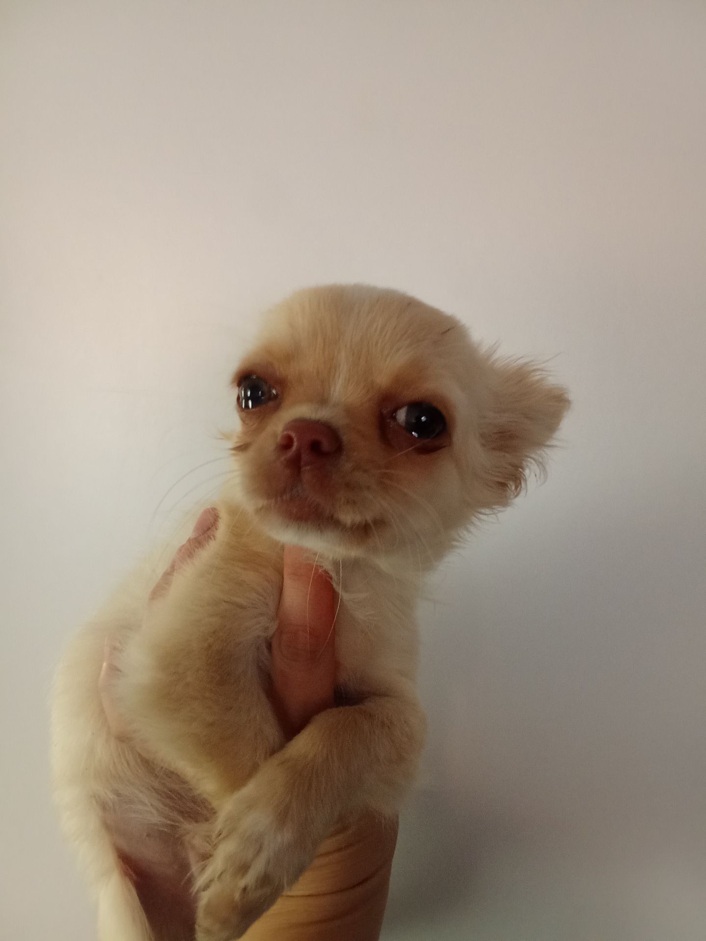 Довгошерстий кремовий чихуахуа хлопчик