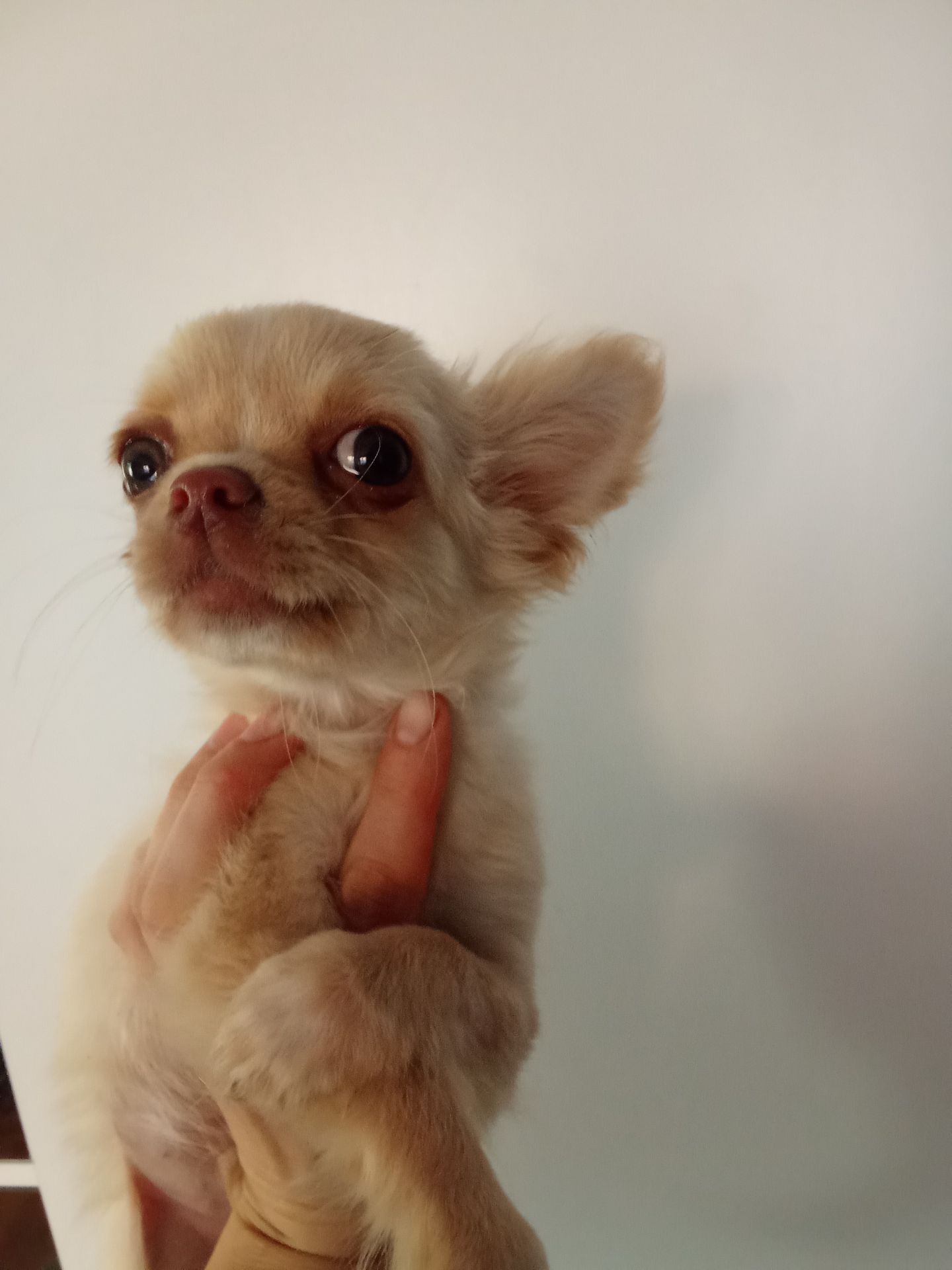 Довгошерстий кремовий чихуахуа хлопчик