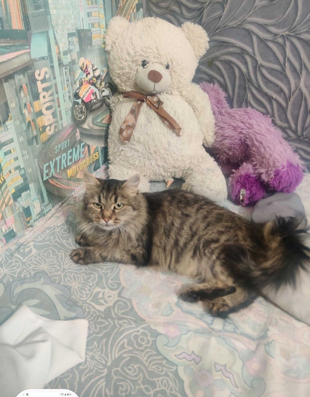 Ищу дом для кошки Кари 2 года