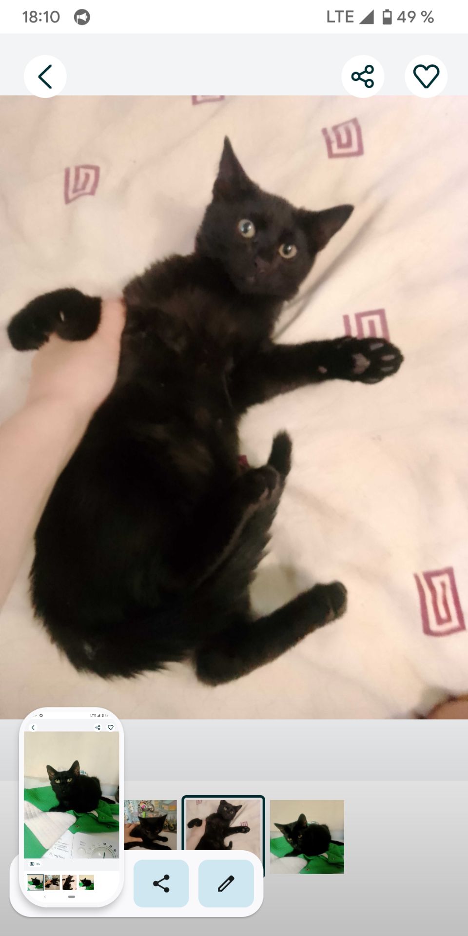 Ищу дом для Шеви 4 месяцев