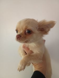 Довгошерстий кремовий чихуахуа хлопчик