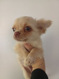 Довгошерстий кремовий чихуахуа хлопчик