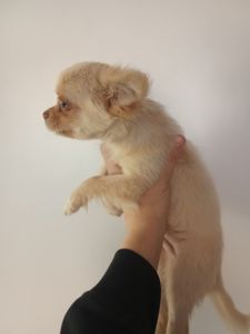 Довгошерстий кремовий чихуахуа хлопчик