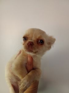 Довгошерстий кремовий чихуахуа хлопчик