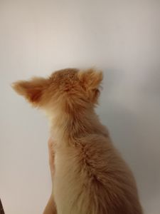 Довгошерстий кремовий чихуахуа хлопчик