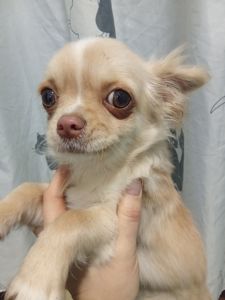 Довгошерстий кремовий чихуахуа хлопчик