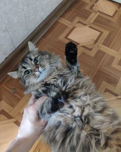 Ищу дом для кошки Кари 2 года