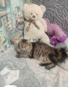 Ищу дом для кошки Кари 2 года