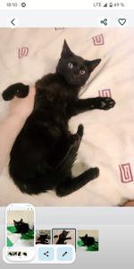 Ищу дом для Шеви 4 месяцев