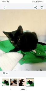 Ищу дом для Шеви 4 месяцев