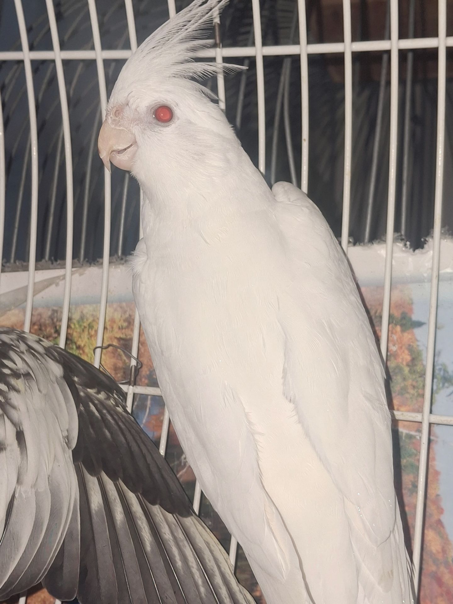 Корела альбіно