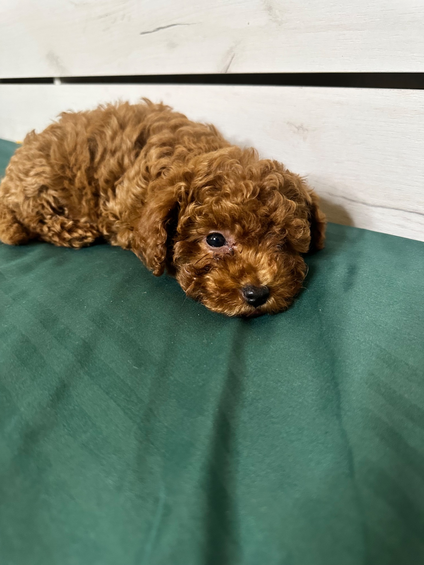 Китайський Хлопчик той пудель