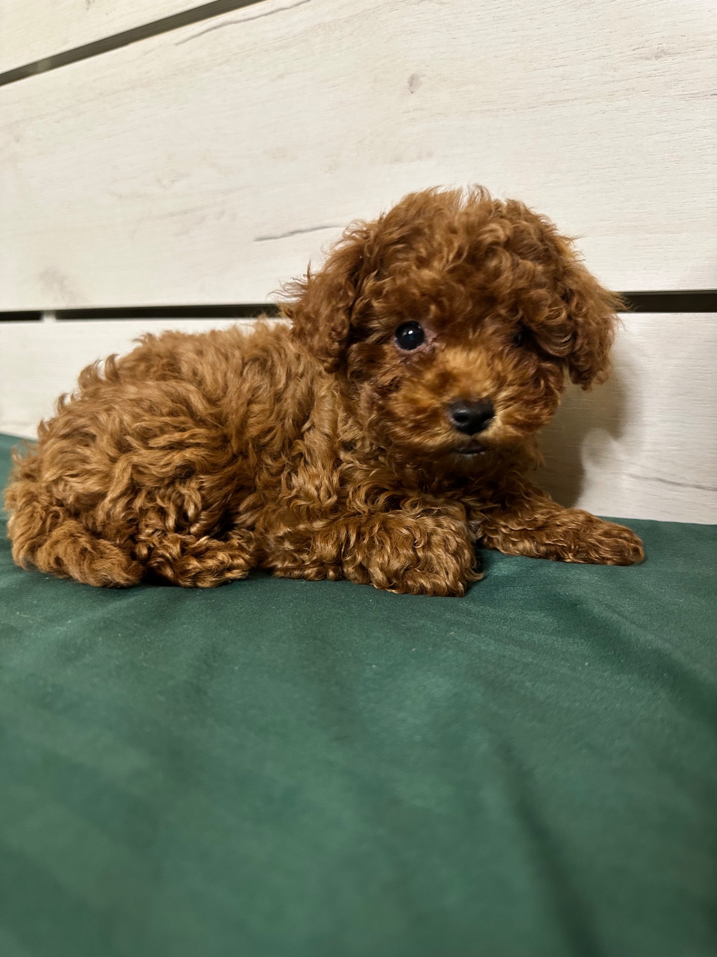 Китайський Хлопчик той пудель