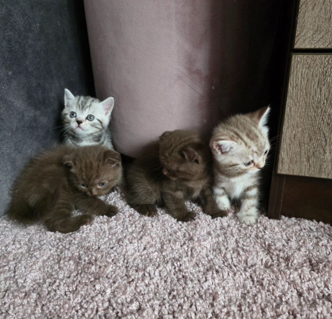 Шотландські мраморні кошенята